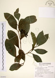 中文名:珊瑚樹 (S124522)學名:Viburnum odoratissimum Ker(S124522)英文名:Sweet Viburnum