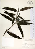 中文名:桃葉珊瑚(S012449)學名:Aucuba chinensis Benth.(S012449)英文名:Chinese aucuba