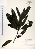 中文名:桃葉珊瑚(S012450)學名:Aucuba chinensis Benth.(S012450)英文名:Chinese aucuba