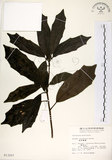 中文名:桃葉珊瑚(S013257)學名:Aucuba chinensis Benth.(S013257)英文名:Chinese aucuba