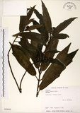 中文名:桃葉珊瑚(S030628)學名:Aucuba chinensis Benth.(S030628)英文名:Chinese aucuba