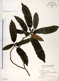 中文名:桃葉珊瑚(S031965)學名:Aucuba chinensis Benth.(S031965)英文名:Chinese aucuba