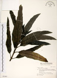 中文名:桃葉珊瑚(S031967)學名:Aucuba chinensis Benth.(S031967)英文名:Chinese aucuba