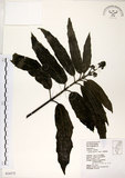 中文名:桃葉珊瑚(S034372)學名:Aucuba chinensis Benth.(S034372)英文名:Chinese aucuba