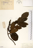 中文名:桃葉珊瑚(S044308)學名:Aucuba chinensis Benth.(S044308)英文名:Chinese aucuba