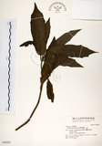 中文名:桃葉珊瑚(S046283)學名:Aucuba chinensis Benth.(S046283)英文名:Chinese aucuba