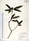 中文名:桃葉珊瑚(S092962)學名:Aucuba chinensis Benth.(S092962)英文名:Chinese aucuba