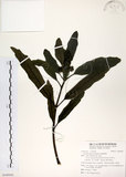 中文名:桃葉珊瑚(S100442)學名:Aucuba chinensis Benth.(S100442)英文名:Chinese aucuba