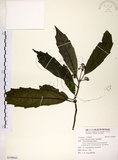 中文名:桃葉珊瑚(S109841)學名:Aucuba chinensis Benth.(S109841)英文名:Chinese aucuba