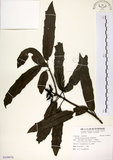 中文名:桃葉珊瑚(S109976)學名:Aucuba chinensis Benth.(S109976)英文名:Chinese aucuba