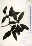 中文名:桃葉珊瑚(S109978)學名:Aucuba chinensis Benth.(S109978)英文名:Chinese aucuba