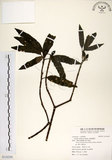 中文名:桃葉珊瑚(S116339)學名:Aucuba chinensis Benth.(S116339)英文名:Chinese aucuba
