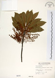中文名:杜英 (S000141)學名:Elaeocarpus sylvestris (Lour.) Poir.(S000141)中文別名:山杜英、蘭嶼杜英英文名:Common Elaeocarpus