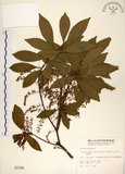 中文名:杜英 (S002198)學名:Elaeocarpus sylvestris (Lour.) Poir.(S002198)中文別名:山杜英、蘭嶼杜英英文名:Common Elaeocarpus