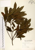 中文名:杜英 (S004796)學名:Elaeocarpus sylvestris (Lour.) Poir.(S004796)中文別名:山杜英、蘭嶼杜英英文名:Common Elaeocarpus