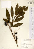 中文名:杜英 (S004948)學名:Elaeocarpus sylvestris (Lour.) Poir.(S004948)中文別名:山杜英、蘭嶼杜英英文名:Common Elaeocarpus