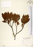 中文名:杜英 (S005806)學名:Elaeocarpus sylvestris (Lour.) Poir.(S005806)中文別名:山杜英、蘭嶼杜英英文名:Common Elaeocarpus