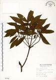 中文名:杜英 (S005964)學名:Elaeocarpus sylvestris (Lour.) Poir.(S005964)中文別名:山杜英、蘭嶼杜英英文名:Common Elaeocarpus