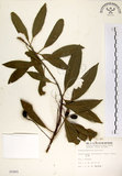 中文名:杜英 (S005965)學名:Elaeocarpus sylvestris (Lour.) Poir.(S005965)中文別名:山杜英、蘭嶼杜英英文名:Common Elaeocarpus