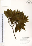 中文名:杜英 (S007888)學名:Elaeocarpus sylvestris (Lour.) Poir.(S007888)中文別名:山杜英、蘭嶼杜英英文名:Common Elaeocarpus