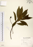 中文名:杜英 (S009839)學名:Elaeocarpus sylvestris (Lour.) Poir.(S009839)中文別名:山杜英、蘭嶼杜英英文名:Common Elaeocarpus