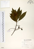 中文名:杜英 (S009840)學名:Elaeocarpus sylvestris (Lour.) Poir.(S009840)中文別名:山杜英、蘭嶼杜英英文名:Common Elaeocarpus