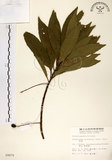 中文名:杜英 (S009875)學名:Elaeocarpus sylvestris (Lour.) Poir.(S009875)中文別名:山杜英、蘭嶼杜英英文名:Common Elaeocarpus