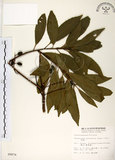 中文名:杜英 (S009876)學名:Elaeocarpus sylvestris (Lour.) Poir.(S009876)中文別名:山杜英、蘭嶼杜英英文名:Common Elaeocarpus