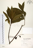 中文名:杜英 (S009877)學名:Elaeocarpus sylvestris (Lour.) Poir.(S009877)中文別名:山杜英、蘭嶼杜英英文名:Common Elaeocarpus