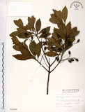中文名:杜英 (S012509)學名:Elaeocarpus sylvestris (Lour.) Poir.(S012509)中文別名:山杜英、蘭嶼杜英英文名:Common Elaeocarpus
