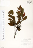 中文名:杜英 (S012510)學名:Elaeocarpus sylvestris (Lour.) Poir.(S012510)中文別名:山杜英、蘭嶼杜英英文名:Common Elaeocarpus