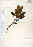 中文名:杜英 (S012511)學名:Elaeocarpus sylvestris (Lour.) Poir.(S012511)中文別名:山杜英、蘭嶼杜英英文名:Common Elaeocarpus