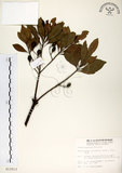 中文名:杜英 (S012513)學名:Elaeocarpus sylvestris (Lour.) Poir.(S012513)中文別名:山杜英、蘭嶼杜英英文名:Common Elaeocarpus
