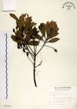 中文名:杜英 (S012514)學名:Elaeocarpus sylvestris (Lour.) Poir.(S012514)中文別名:山杜英、蘭嶼杜英英文名:Common Elaeocarpus
