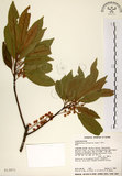 中文名:杜英 (S013071)學名:Elaeocarpus sylvestris (Lour.) Poir.(S013071)中文別名:山杜英、蘭嶼杜英英文名:Common Elaeocarpus