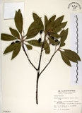 中文名:杜英 (S014357)學名:Elaeocarpus sylvestris (Lour.) Poir.(S014357)中文別名:山杜英、蘭嶼杜英英文名:Common Elaeocarpus