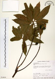 中文名:杜英 (S014609)學名:Elaeocarpus sylvestris (Lour.) Poir.(S014609)中文別名:山杜英、蘭嶼杜英英文名:Common Elaeocarpus