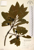 中文名:杜英 (S014746)學名:Elaeocarpus sylvestris (Lour.) Poir.(S014746)中文別名:山杜英、蘭嶼杜英英文名:Common Elaeocarpus