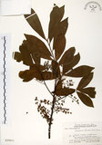 中文名:杜英 (S020611)學名:Elaeocarpus sylvestris (Lour.) Poir.(S020611)中文別名:山杜英、蘭嶼杜英英文名:Common Elaeocarpus