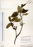 中文名:杜英 (S034139)學名:Elaeocarpus sylvestris (Lour.) Poir.(S034139)中文別名:山杜英、蘭嶼杜英英文名:Common Elaeocarpus