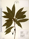 中文名:杜英 (S034423)學名:Elaeocarpus sylvestris (Lour.) Poir.(S034423)中文別名:山杜英、蘭嶼杜英英文名:Common Elaeocarpus