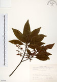 中文名:杜英 (S035348)學名:Elaeocarpus sylvestris (Lour.) Poir.(S035348)中文別名:山杜英、蘭嶼杜英英文名:Common Elaeocarpus