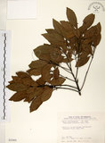 中文名:杜英 (S035495)學名:Elaeocarpus sylvestris (Lour.) Poir.(S035495)中文別名:山杜英、蘭嶼杜英英文名:Common Elaeocarpus