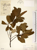 中文名:杜英 (S041163)學名:Elaeocarpus sylvestris (Lour.) Poir.(S041163)中文別名:山杜英、蘭嶼杜英英文名:Common Elaeocarpus