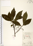 中文名:杜英 (S052575)學名:Elaeocarpus sylvestris (Lour.) Poir.(S052575)中文別名:山杜英、蘭嶼杜英英文名:Common Elaeocarpus