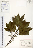 中文名:杜英 (S060820)學名:Elaeocarpus sylvestris (Lour.) Poir.(S060820)中文別名:山杜英、蘭嶼杜英英文名:Common Elaeocarpus