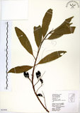 中文名:杜英 (S063606)學名:Elaeocarpus sylvestris (Lour.) Poir.(S063606)中文別名:山杜英、蘭嶼杜英英文名:Common Elaeocarpus