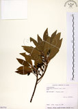 中文名:杜英 (S063703)學名:Elaeocarpus sylvestris (Lour.) Poir.(S063703)中文別名:山杜英、蘭嶼杜英英文名:Common Elaeocarpus