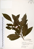 中文名:杜英 (S064513)學名:Elaeocarpus sylvestris (Lour.) Poir.(S064513)中文別名:山杜英、蘭嶼杜英英文名:Common Elaeocarpus