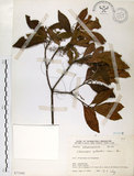 中文名:杜英 (S073392)學名:Elaeocarpus sylvestris (Lour.) Poir.(S073392)中文別名:山杜英、蘭嶼杜英英文名:Common Elaeocarpus